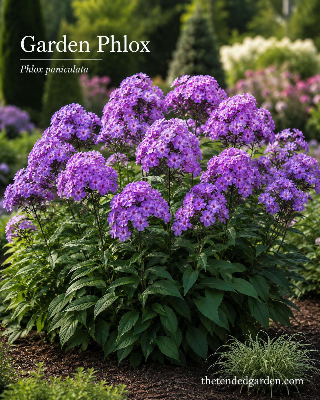 Purple Garden Phlox clusters bloom above green foliage in a lush white and purple garden border