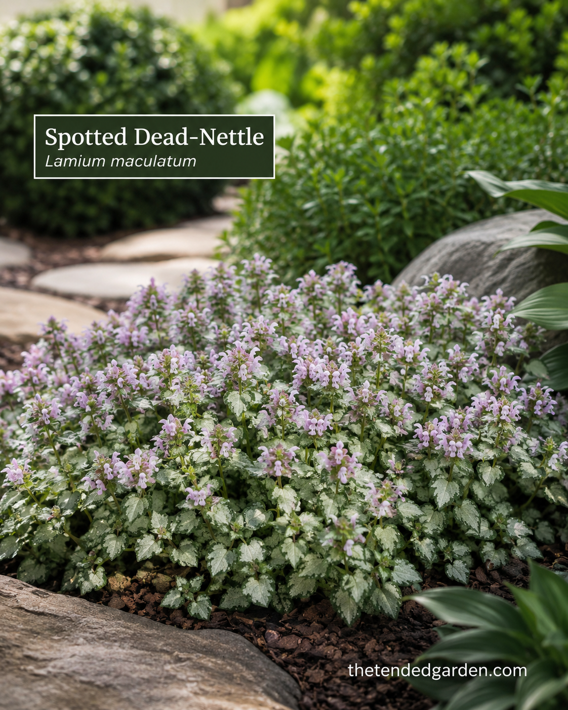 Spotted Dead-Nettle groundcover carpets the border edge beneath stones in a shaded garden bed