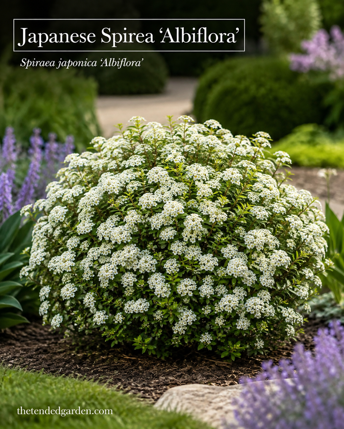 White blooming Japanese Spirea Albiflora softens the transition in a white and purple garden border