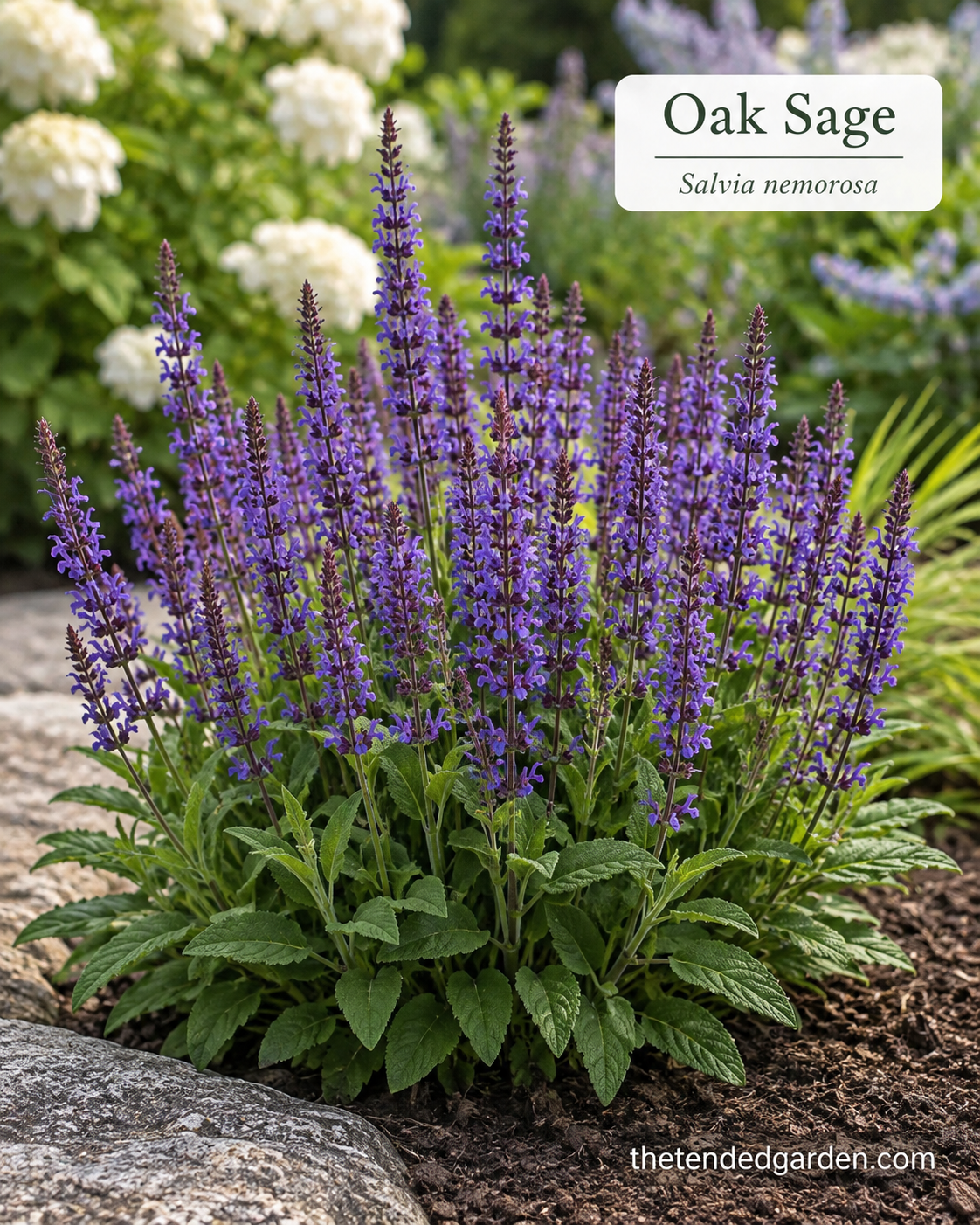 Salvia nemorosa Oak Sage blooms in violet spikes within a white and purple garden border with evergreens
