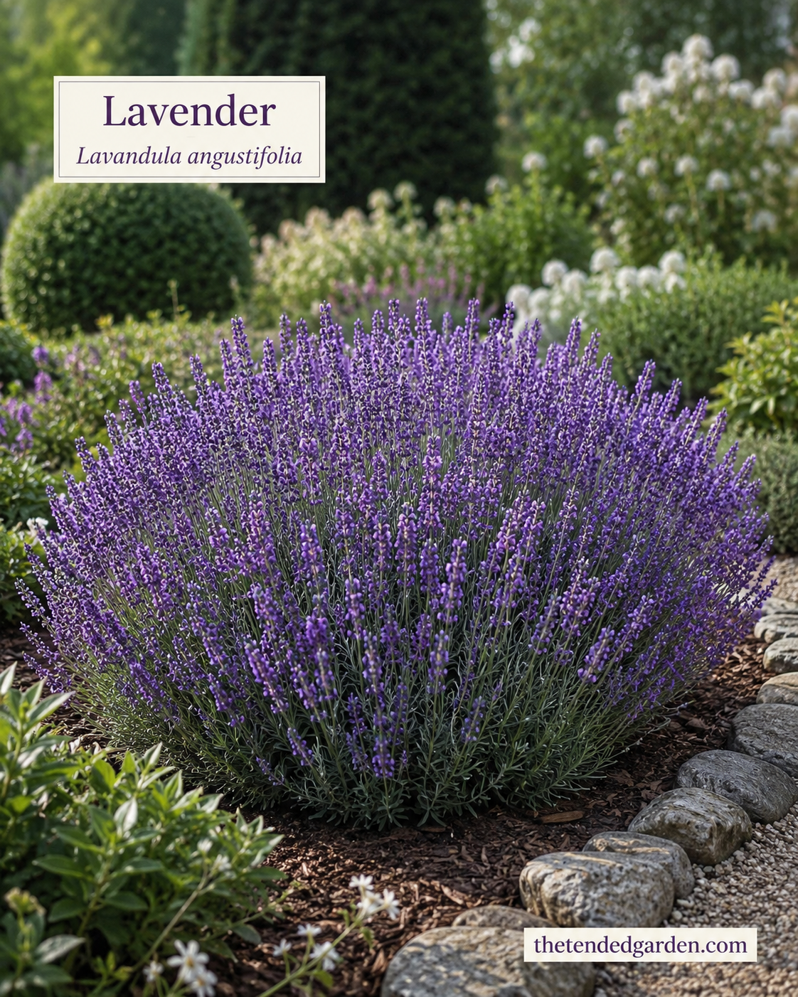 A rounded lavender mound edges a stone path in this white and purple garden border with evergreens