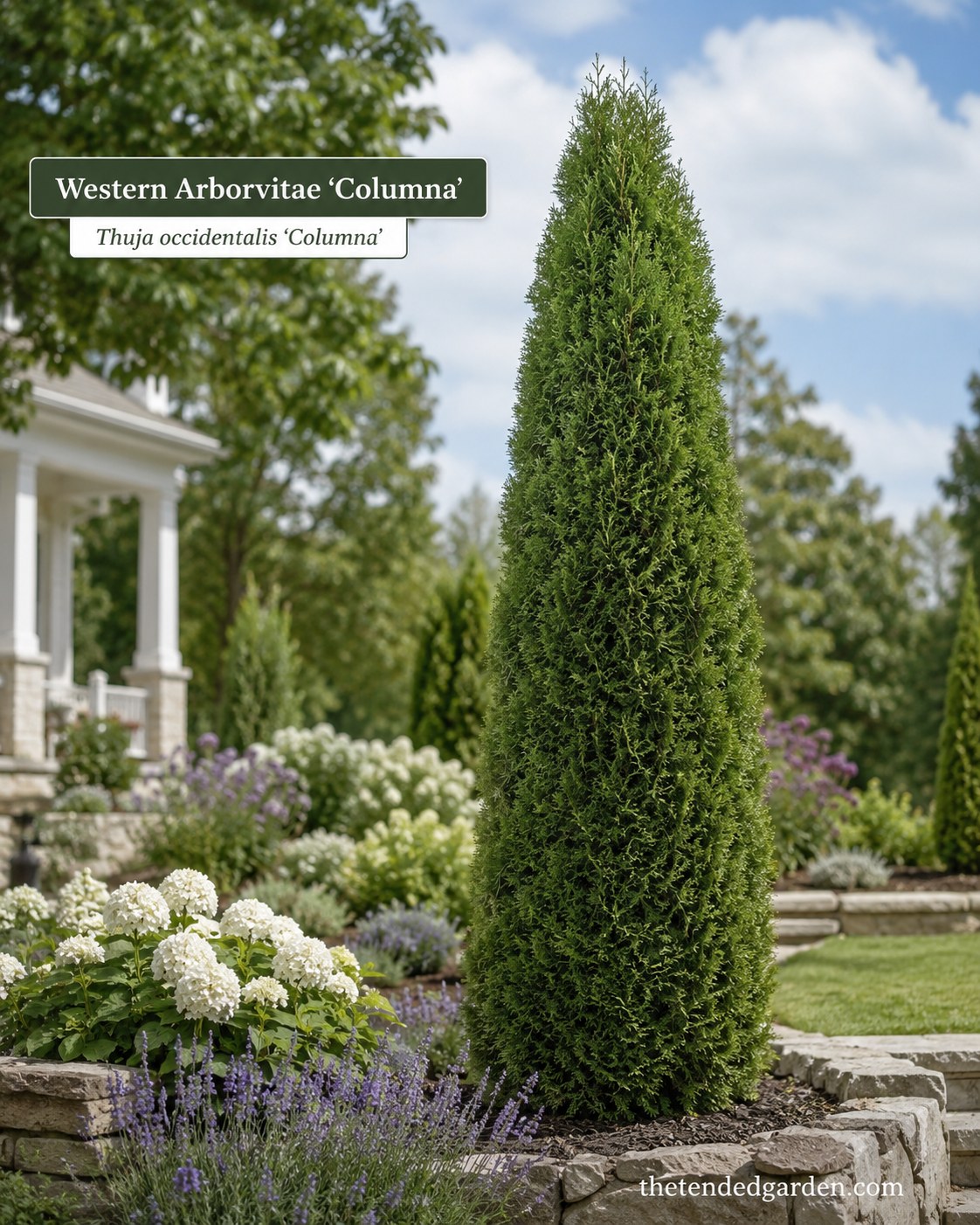 10 White And Purple Garden Border Plants With Evergreens